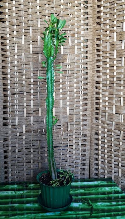 Кактус " Молочай "