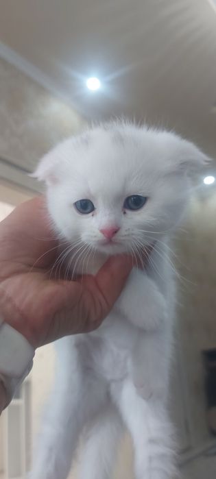 Кошка Веслоухая мама ребёнок