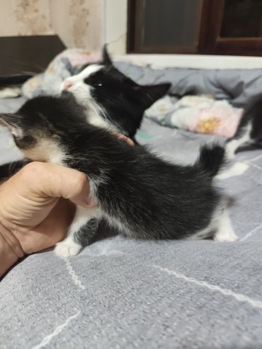 Отдаются даром котята вместе с их мамой.пока котята ещё не кушают сами