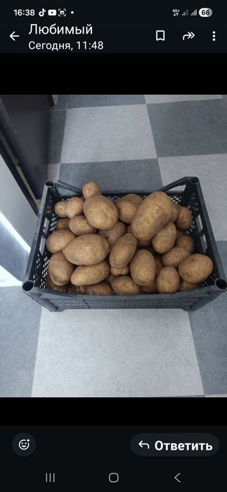 Продам картофель дачный