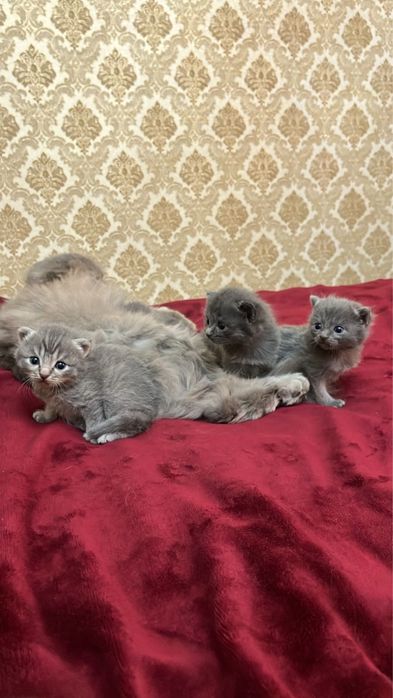 Котенок вислоухие