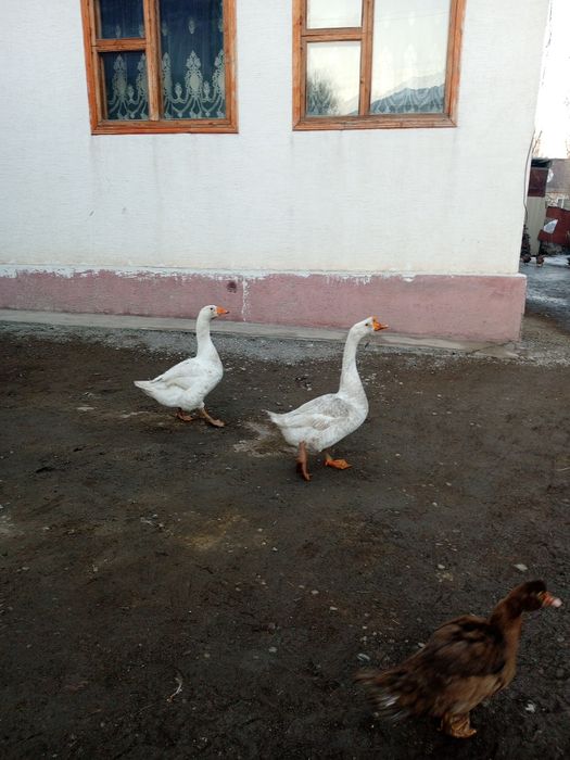 Продам гусят 2 шт