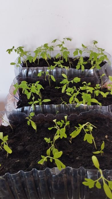 Рассады помидоров голландских