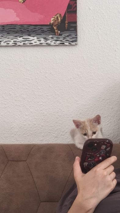 Котёнок в хорошие руки ( мальчик)