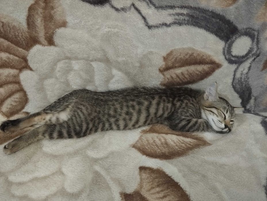 Отдам котенка в добрые руки