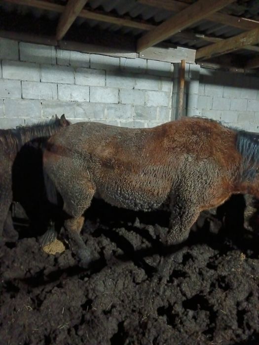 Семиз бие сатылады