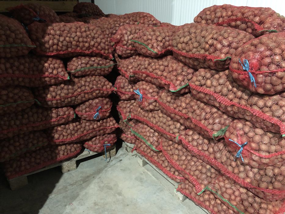 Cartofi pentru animale recent ambalat in saci de 25kg