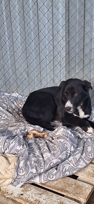 В добрые руки  Щенок 6 месяцев