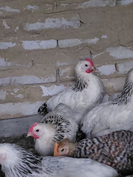 Продам петушков.
