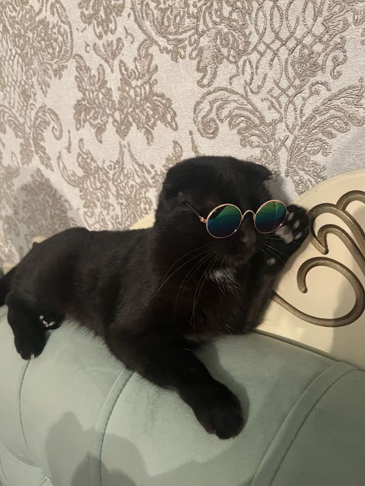 Котенки шотландцы.