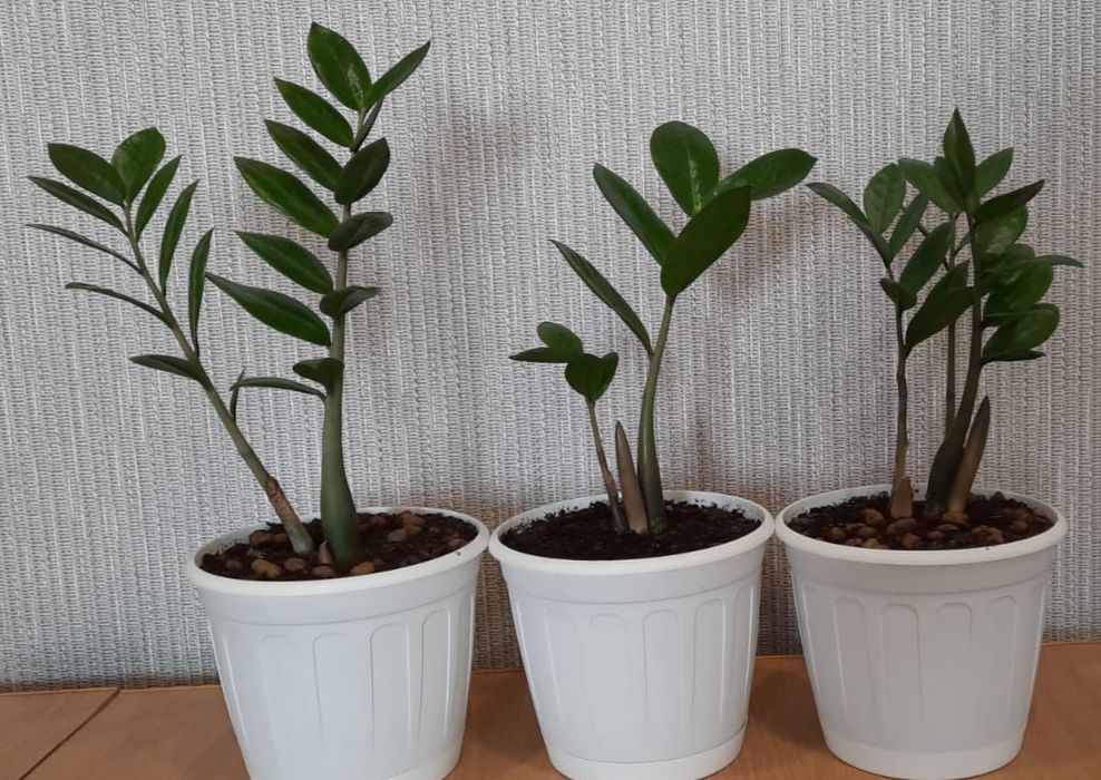 Продам комнатные цветы.