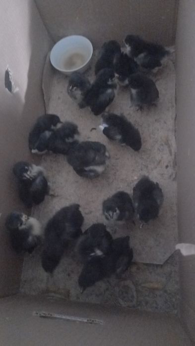 Цыплята черного  австролорба