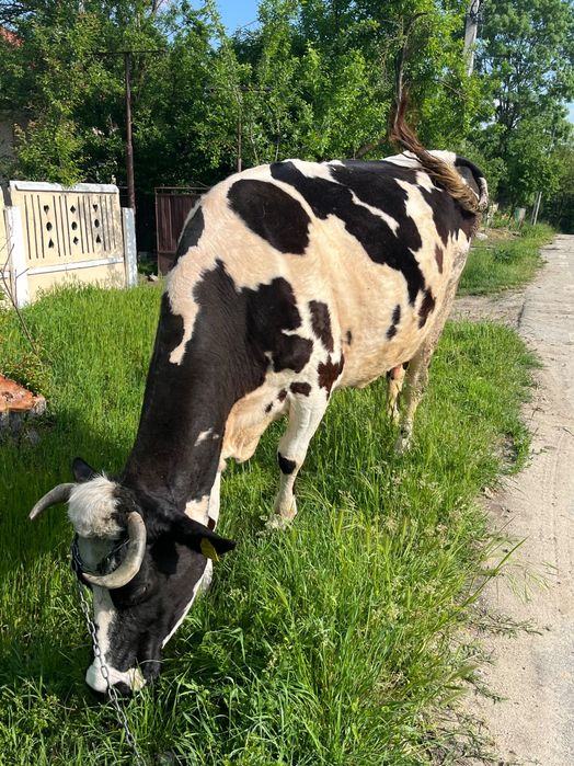 Vaca rasa Holstein cu vițel de 3 luni jumatate