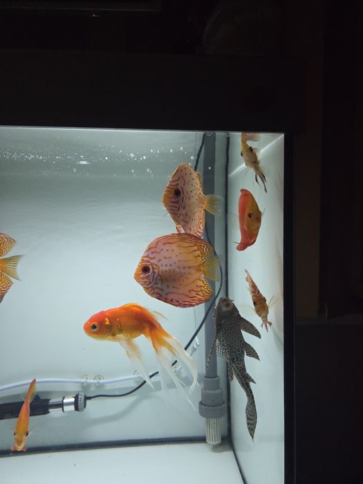 Discusi frumoși  crescuti cu artemia  si mix