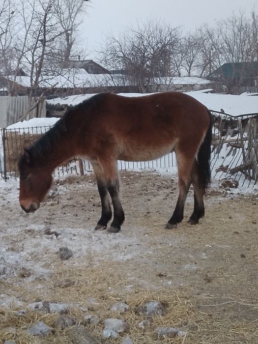 Продам коней по 500