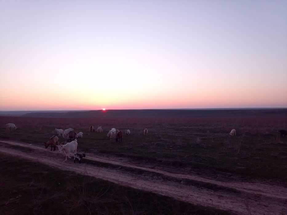 Козье молоко, ешкі сүті