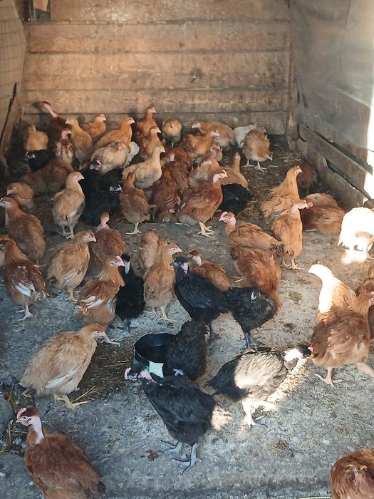 Vând pui rasă mixta