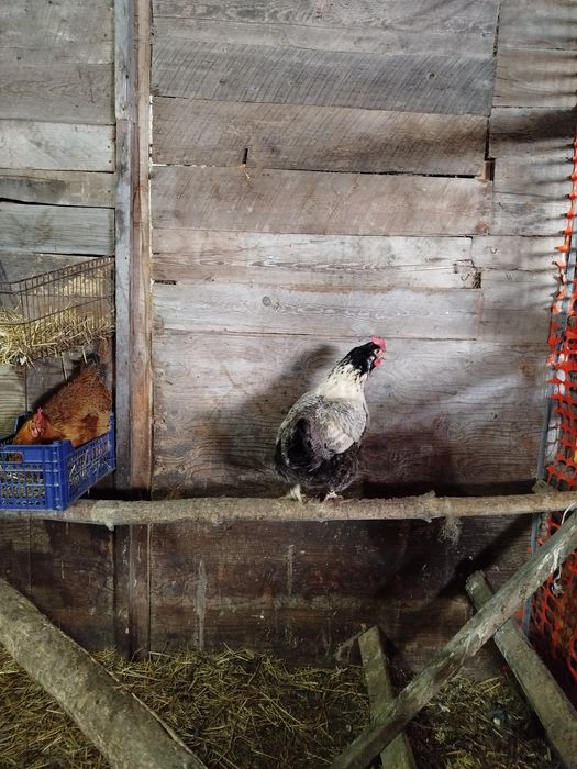 ИЯ кучинских кур