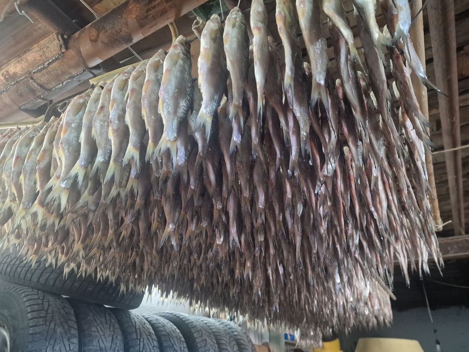 Балық рыбец, қақталған. Сушеный рыбец.