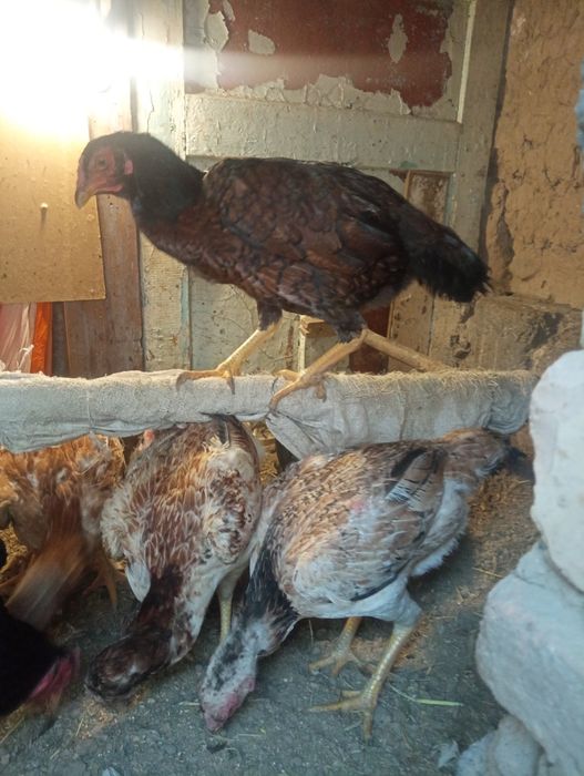 Тауық тауық тауық