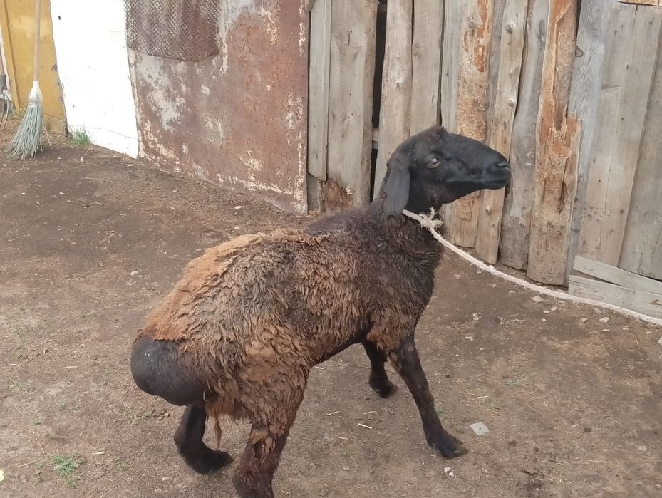 Продам барана на мясо