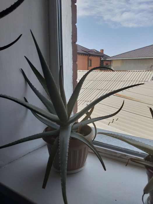 Продам алое многолетний