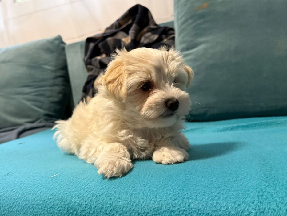 Cățelușă bichon maltez