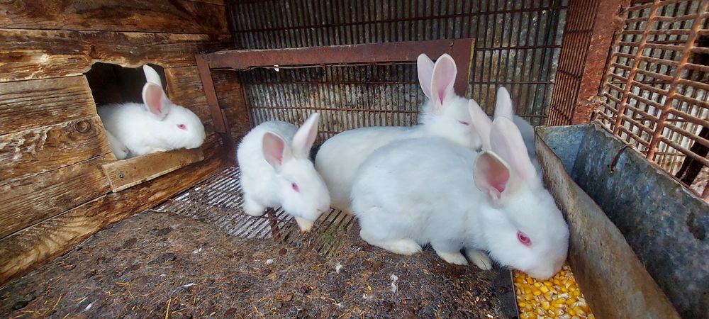 Зайци Цика за разплод