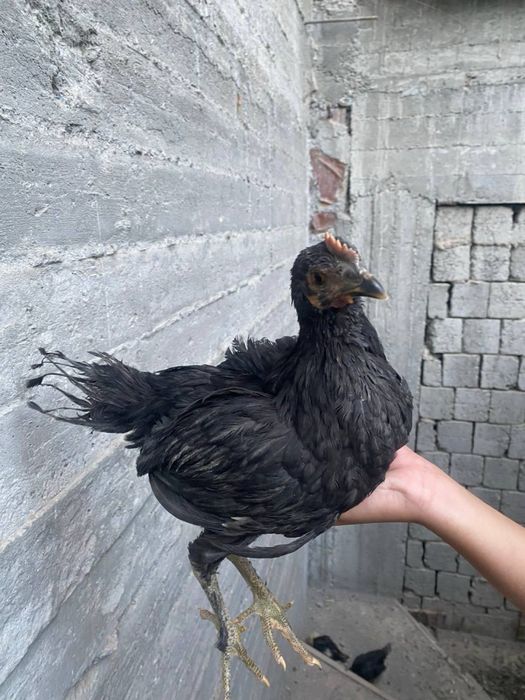 галанка жужалари сотувда 4 та галанка 1 та корашахзода хаммаси 3-4ойли