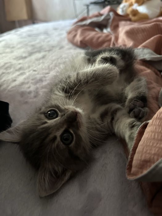 Отдам котенка в добрые руки