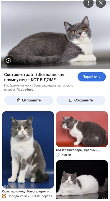 Скотиш страйт котята