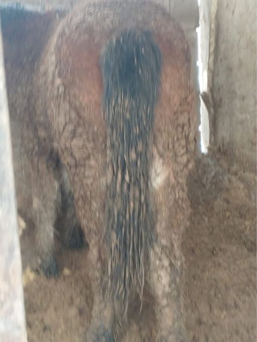 Продам жеребчеков Алтайской породы