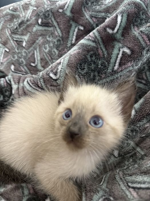 Продаю 3 сиамских котёнка