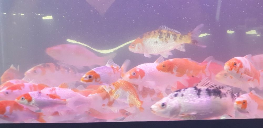 Коя баликлари хар хир размерда