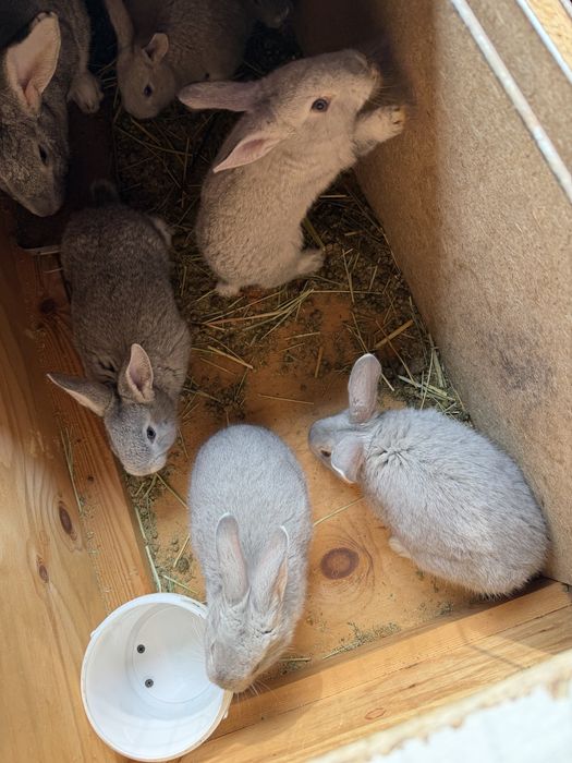 Кролики кролчата