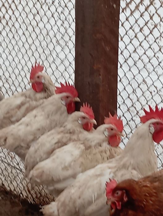 Продам молодых петушков