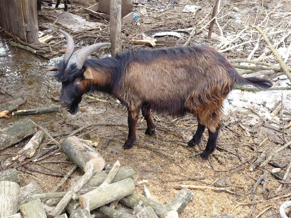 Vand 2 Țapi Francez Alpin