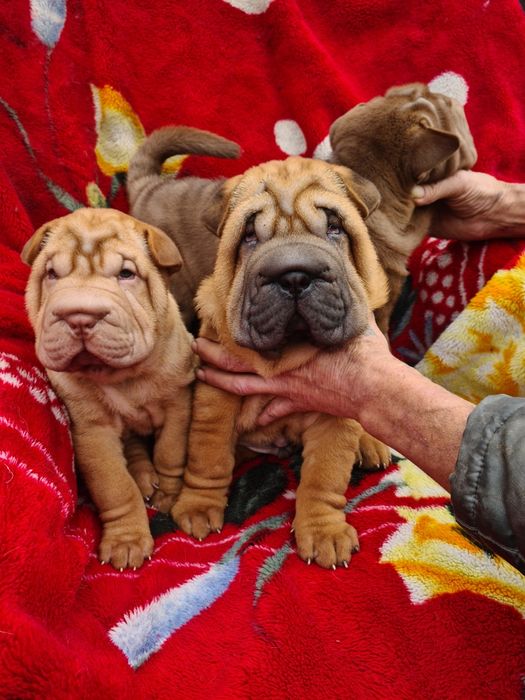 Очаровательные щенки  шарпея.