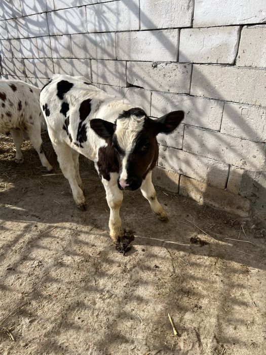 Aduc vitei pe comanda