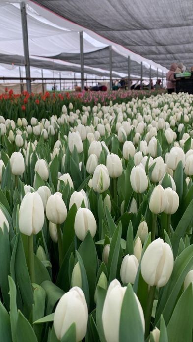 Тюльпаны ПРЕМИУМ КАЧЕСТВА. Предзаказ до 6 марта 700тг