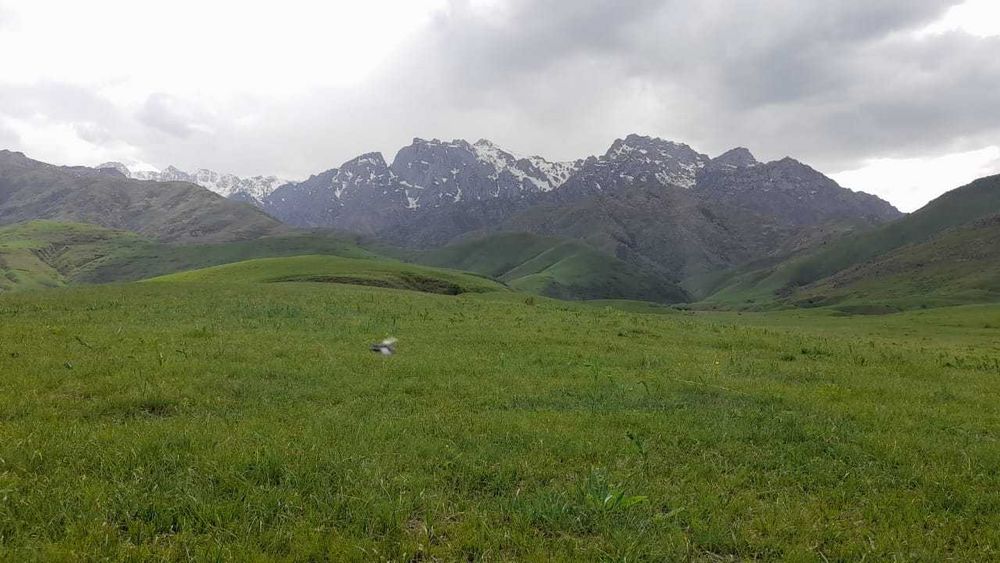 Срочно продается фазенда