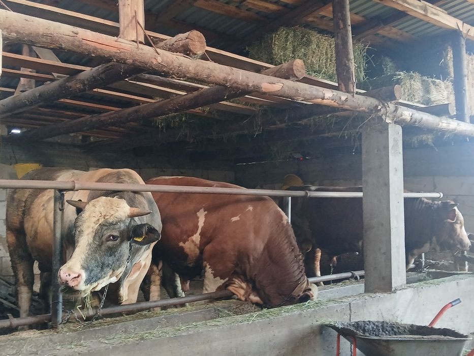 Vand tauri ptr montă sau sacrificat