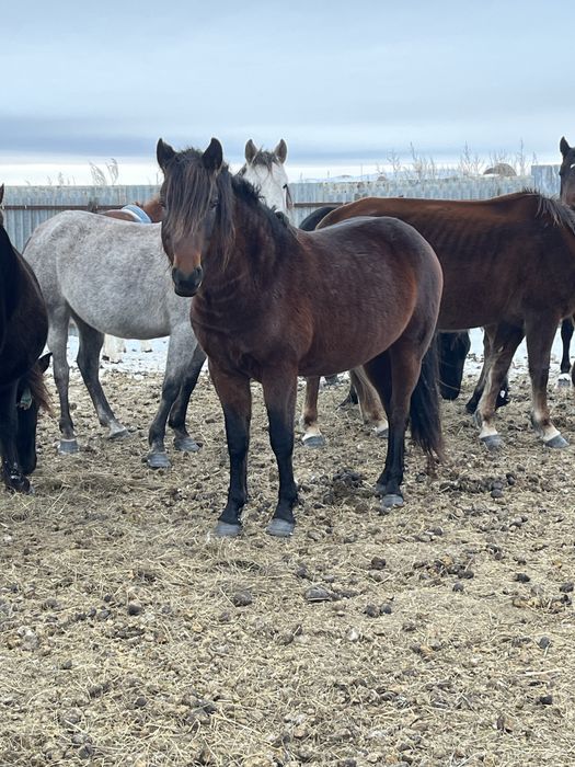 Айғыр сатылады үштен тортке кеткен