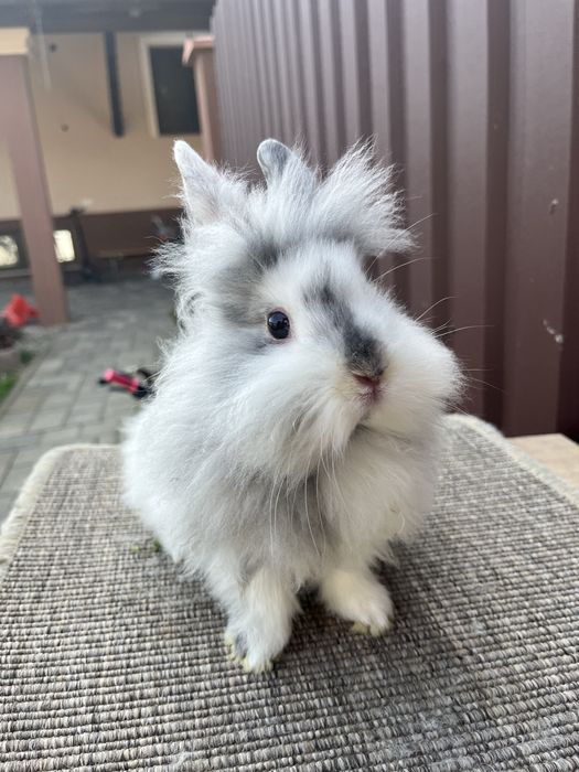 Iepuri cap de leu rohn