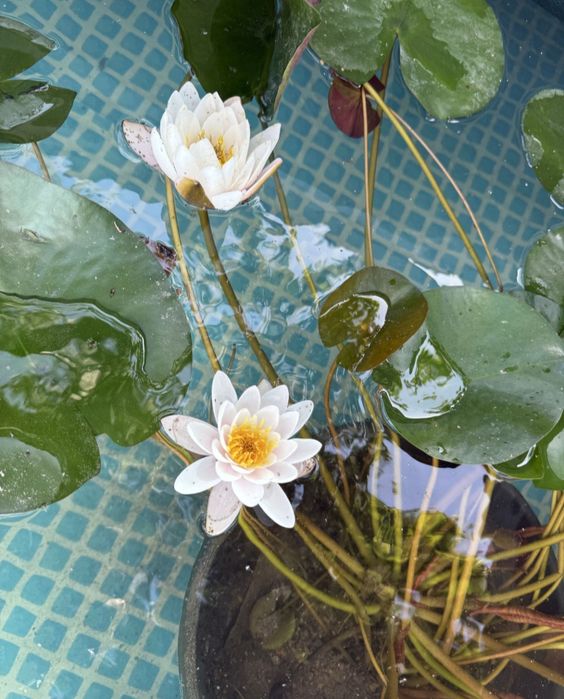 Водяной кувшинки  Лилия Liliya, Nilufar guli