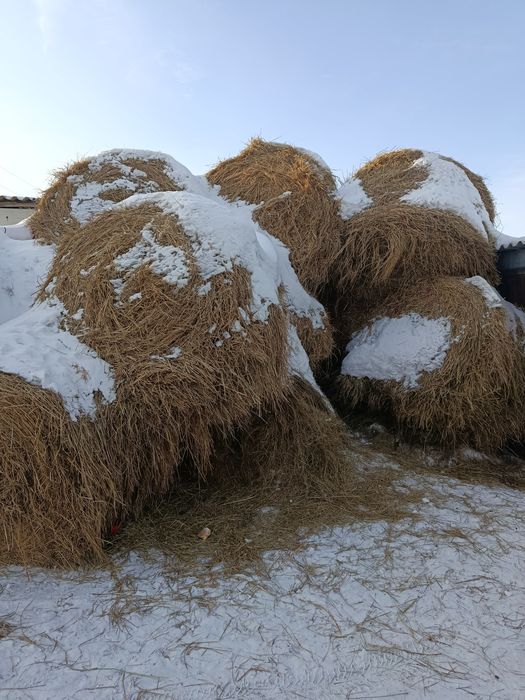 Продам сено в рулонах