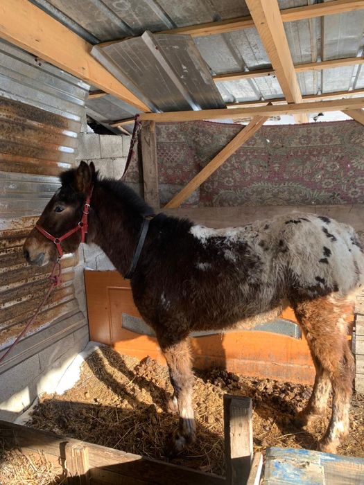 Тай 10 айлык папасы кыргыз