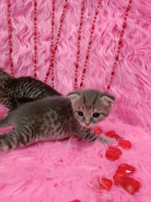 Продам вислоухих шотландцев