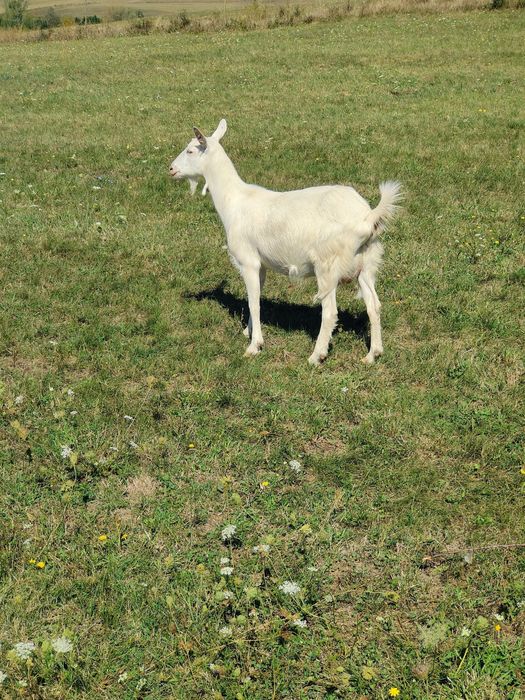 Capre de vanzare