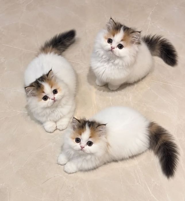 Передержка кошек